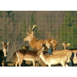 A group of deer behind a welded animal fence.